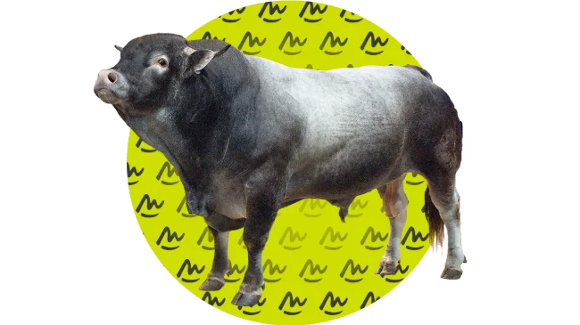Présentation BAZADAISE