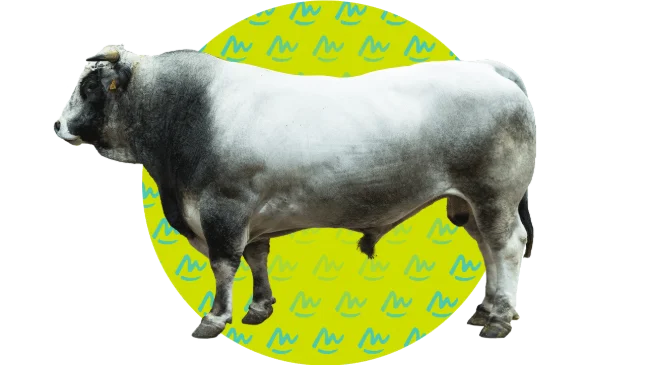 Présentation GASCONNE DES PYRENEES