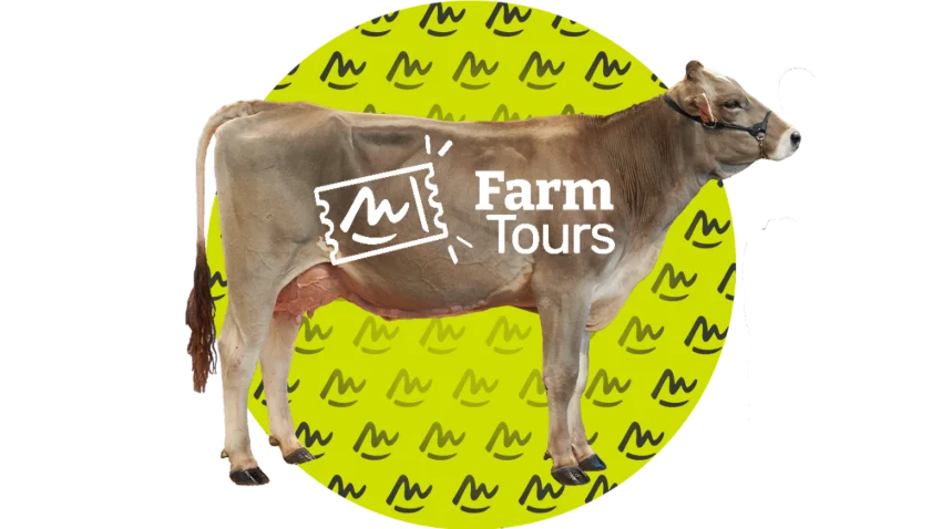 3 - Élevage bovin lait Brune
