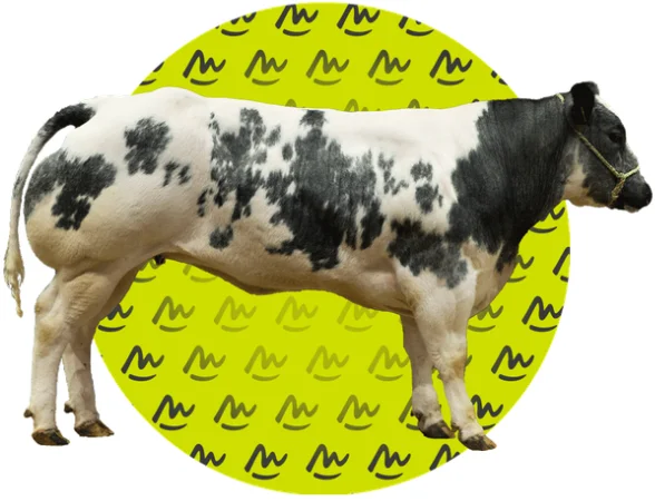 BELGIAN BLUE presentation