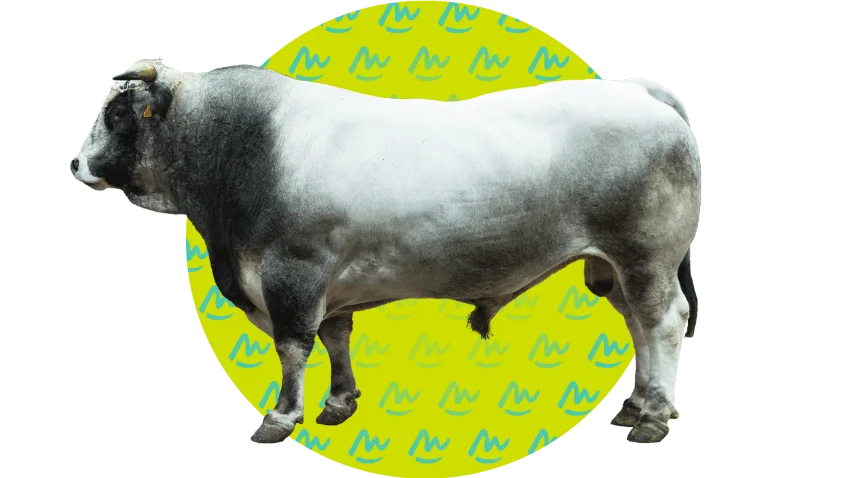 Présentation GASCONNE DES PYRENEES