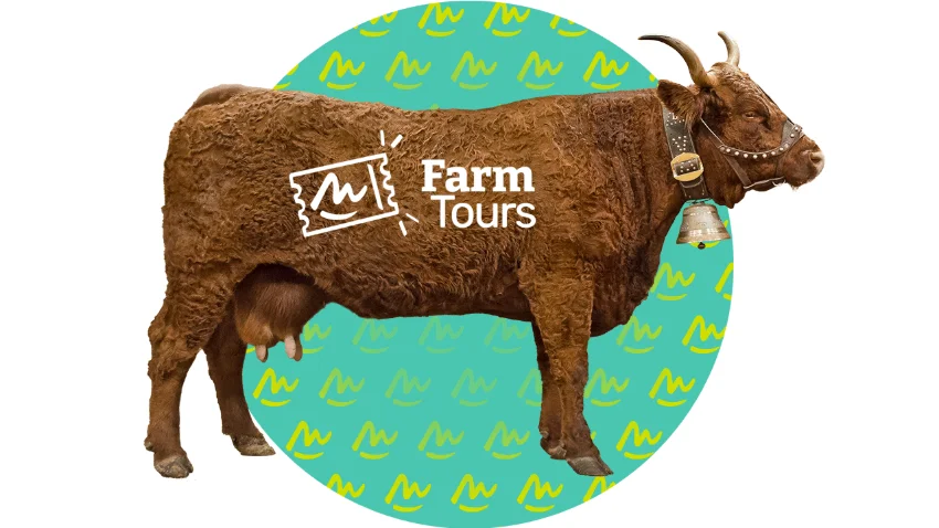 2 - Salers breed cattle farm visit