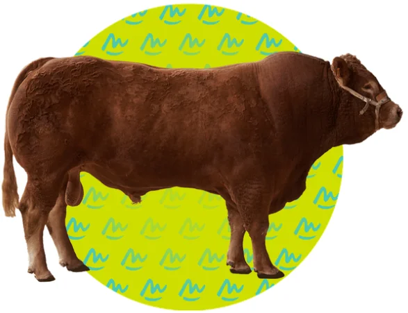 National LIMOUSIN Competition