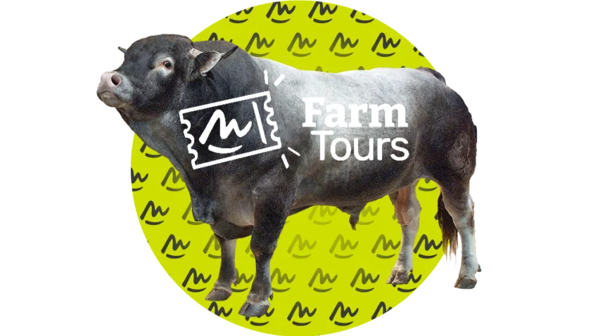 1 - Élevage bovin viande Bazadais