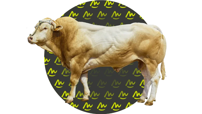 Présentation BLONDE D’AQUITAINE