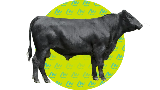 Concours ANGUS