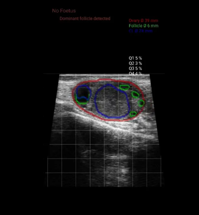 Bovintel Fertility : L’intelligence artificielle au cœur du diagnostic vétérinaire